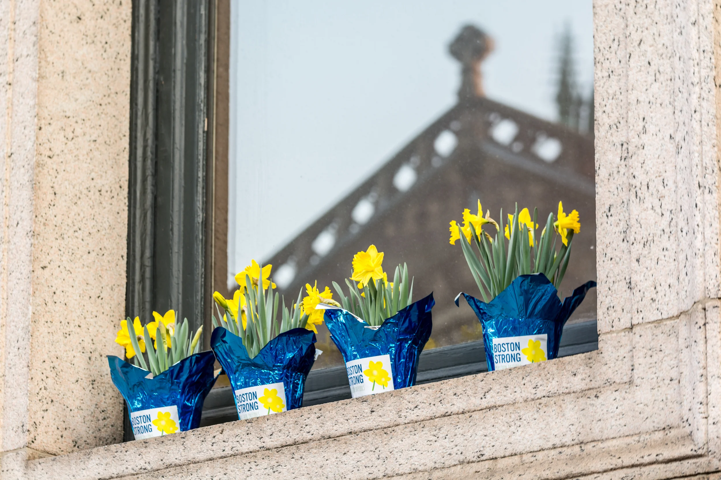 Boston Strong Daffodils line Boylston Street for the Boston Marathon&nbsp; 