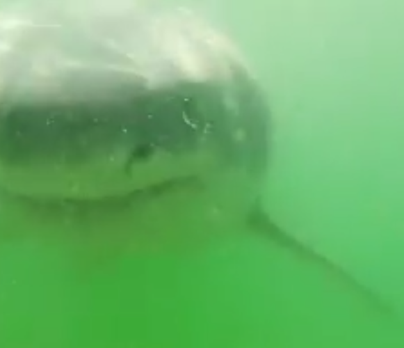 Meanwhile on the Cape!! #SharkWeek 
